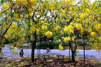 一年只有一次！台南绝美「黄金雨」虎头埤阿勃勒盛开