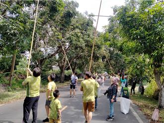 芒果成熟、阿勃勒金黃盛開 台南玉井迎接旅遊旺季