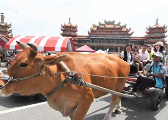 彰化海牛文化節登場 認識芳苑鄉獨特「牛車採蚵」