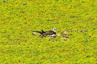 台南 親水公園水芙蓉為患 意外成水鳥天堂