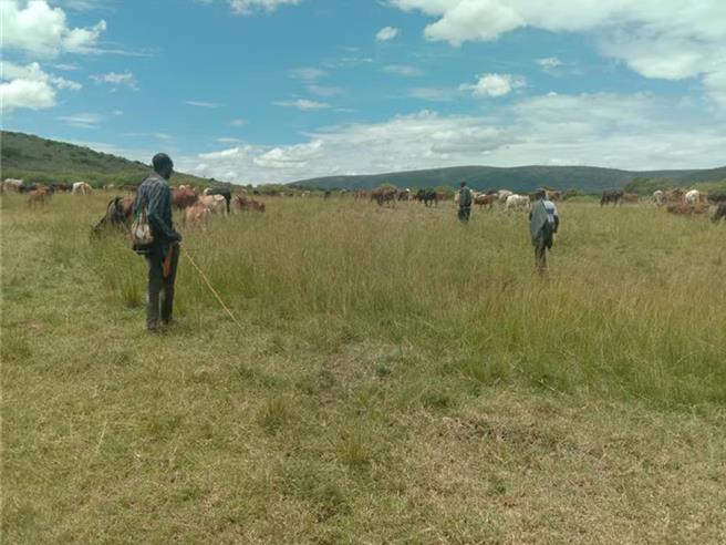联合国呼吁会员国携手保护环境，将立法审查「危害自然罪」。图为非洲肯亚一处草原。（图／路透社）
