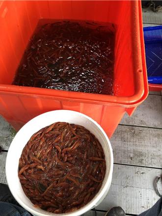 日月潭「湖中惡霸」進入繁殖期 南投縣府要出手了