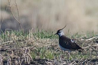 「小土豆」飛越6840公里 台灣冬候鳥小辮鴴來源解密