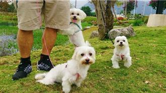 与毛孩留下最美旅游回忆 花莲摄影比赛总奖金高达10万