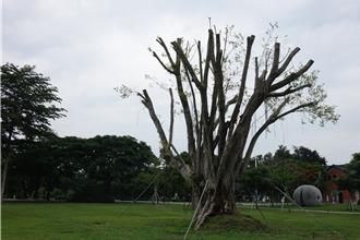 水道博物馆老榕树染「绝症」 新疗法抢救月余助重生