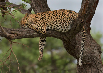 金钱豹过太爽 胖成「瓦斯桶」爆红 减肥2个月成果曝光