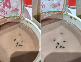 连锁早餐店可可漂浮「8只蟑螂」噁爆 网惊：全家都在里面了