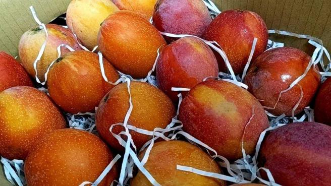 3皮薄肉多且多汁的愛文芒果，是明德外役監的超人氣產品。（圖／矯正署提供）