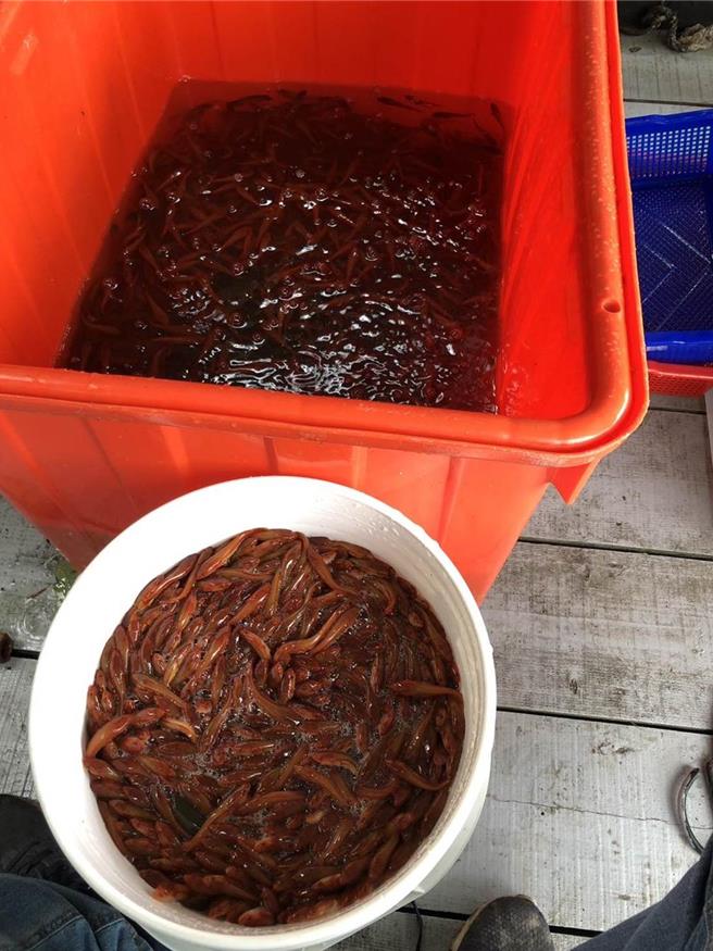 南投縣府預計從6月開始進行電撈魚虎球移除作業，抑制魚虎繁殖數量，降低對生態的破壞。（本報資料照／王煌忠台中傳真）