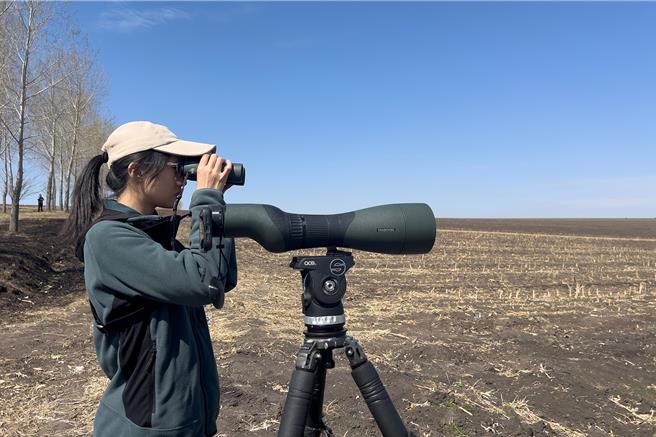 池沛玲在黑龙江省拜泉县田野观察「小土豆」。（吴崇汉提供）