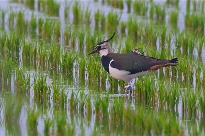 2023年冬天这只小辫鸻被装上卫星发报器，帮助云林县野鸟学会探索牠的北返路线及栖息地。（吴崇汉提供）