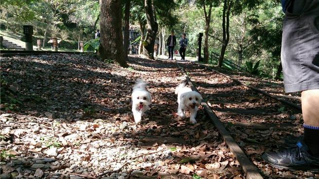 花蓮縣政府今年首度舉辦「『毛』齊來揪愛旅行攝影比賽」，祭出高達10萬元的總獎金，邀請全台鄉親帶著毛孩到花蓮旅遊，留下美好回憶。（羅亦晽攝）