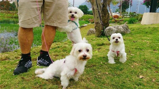 花蓮縣政府今年首度舉辦「『毛』齊來揪愛旅行攝影比賽」，祭出高達10萬元的總獎金，邀請全台鄉親帶著毛孩到花蓮旅遊，留下美好回憶。（羅亦晽攝）