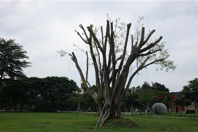 老榕树经过抢救1个半月，目前已长出新芽重生。（山上水道博物馆提供／曹婷婷台南传真）