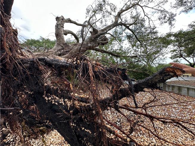 染上褐根病的老榕树3月底不敌风雨袭击而倒塌。（山上水道博物馆提供／曹婷婷台南传真）