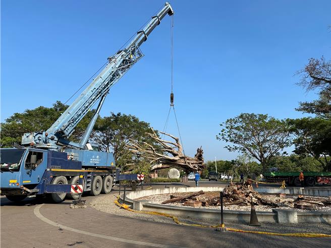 馆方将老树移植他处安置。（山上水道博物馆提供／曹婷婷台南传真）
