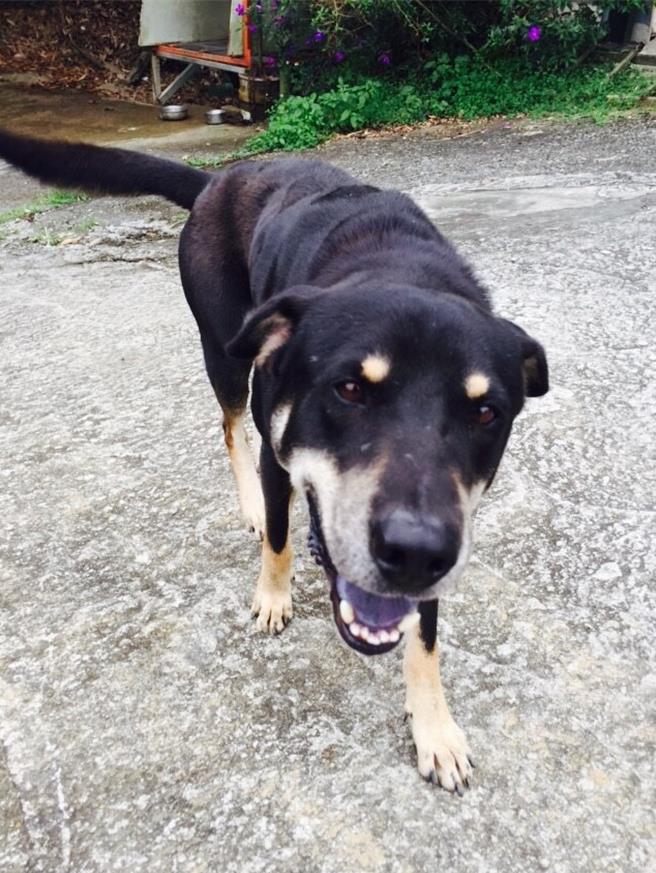 家中毛小孩一但生病需要输血，价格都是万元起跳，台湾少子化情况下，毛小孩数量却是倍数成长，据统计台北市仅有21家提供捐血服务。（刘玮晴摄）