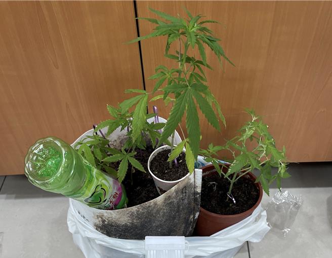 潘嫌家中查获的大麻。（翻摄画面）