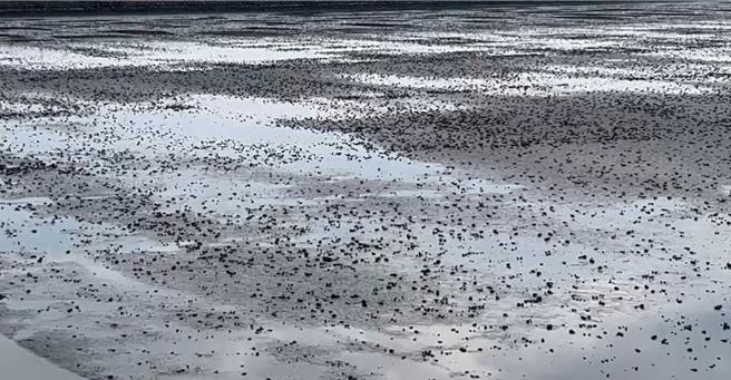 日前豔陽天下暴雨，造成台西鄉文蛤大量暴斃。（陳文求提供）