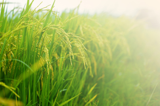 4生肖小滿後翻身！屬雞財運高漲 屬牛事業躍進