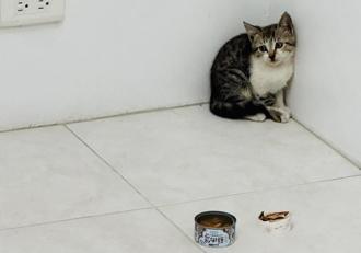 驚見喵星人受困2樓招牌 苗栗暖警助順利脫困