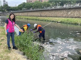 中壢老街溪1.5萬條魚暴斃飄惡臭 環保局曝原因
