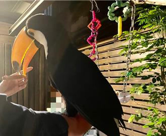 北市寵物餐廳全數違法！動保處擬修正自治條例