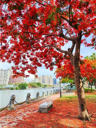 鳳凰花綻放高雄街頭 「南國美人」象徵畢業季到來