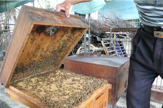 响应520世界蜜蜂日 云林蜜蜂故事馆吁重视蜜蜂生存环境