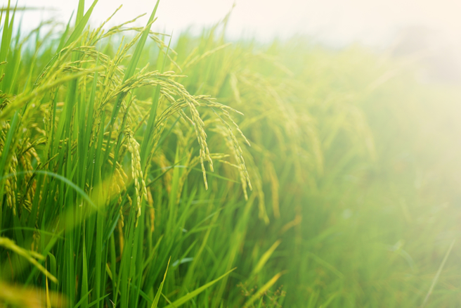 小满节气到来，鸡、猴、羊、牛4生肖运势将越来越好。（示意图：shutterstock／达志）
