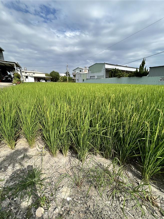 市议员杨大鋐指出，西屯区、大安区都属于水尾区，导致灌溉用水不足。（市议员杨大鋐提供）