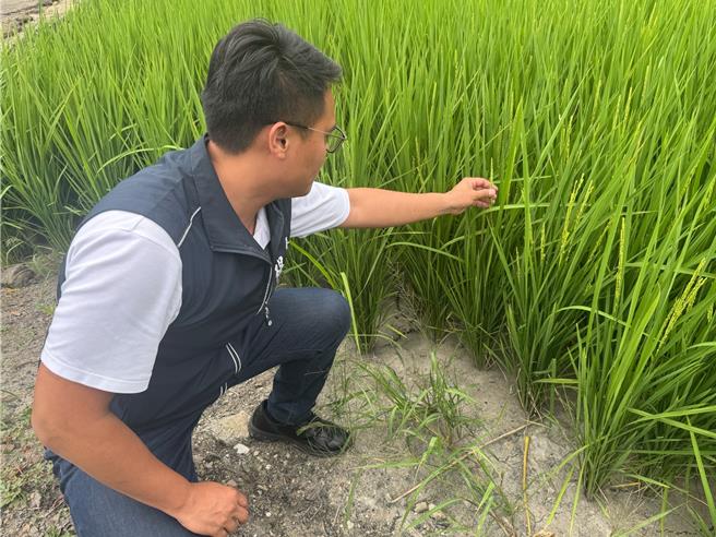 市议员杨大鋐指出，西屯区、大安区都属于水尾区，导致灌溉用水不足。（市议员杨大鋐提供）