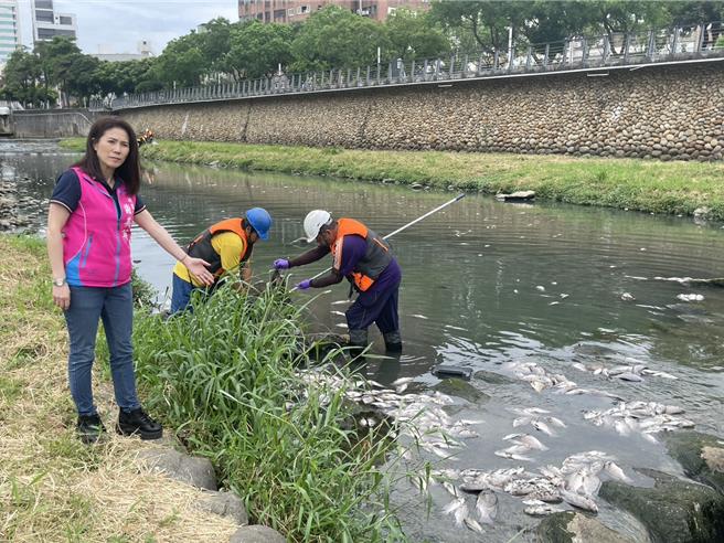 桃园市中坜区老街溪20日一早出现大量鱼群暴毙，死鱼随溪水漂流发出恶臭，沿岸居民苦不堪言。（吕筱蝉摄）
