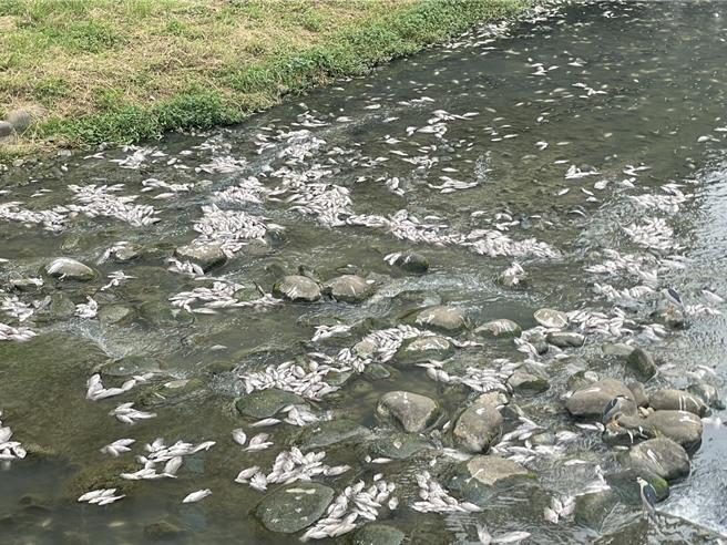 桃园市中坜区老街溪20日一早出现大量鱼群暴毙，死鱼随溪水漂流发出恶臭，沿岸居民苦不堪言。（吕筱蝉摄）
