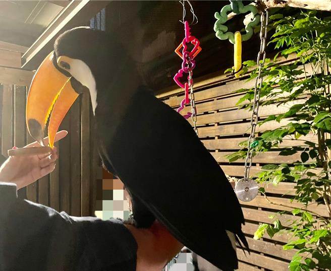 台北市中正区某动物主题餐厅以大嘴鸟和狐獴当噱头吸引客人，低消400元，还可加购喂食大嘴鸟的水果盘75元。国民党台北市议员柳采葳质疑，明显利用动物营利，却没申请动物展演许可。（台北市议员柳采葳提供／刘彦宜台北传真）