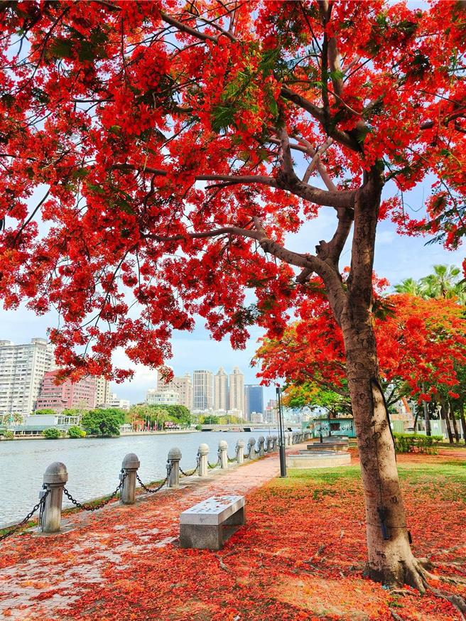 近日高雄凤凰花开，街头飘起热情红色花海，象徵夏天与毕业季到来。（公园处提供／任义宇高雄传真）