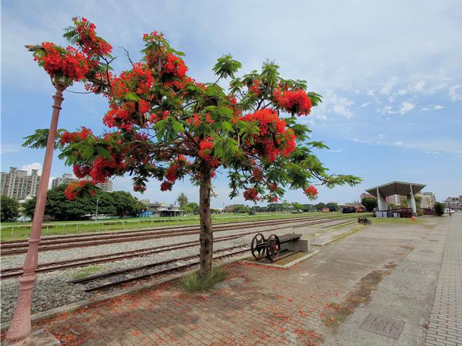 凤凰花为高雄常见行道树，近日街头多处可见红色花海。（任义宇摄）