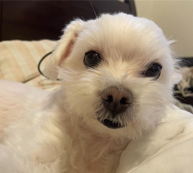 2024年5月20日台北市／基于爱护毛小孩，《动物保护法》规定饲主应为宠物絶育，如未絶育或未申报免絶育，将处5万以上25万以下罚锾。（刘玮晴摄）