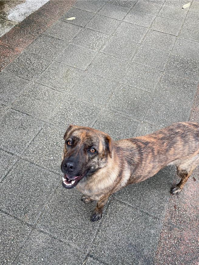 2024年5月20日台北市／台北市为鼓励宠物絶育，提供絶育补助，公犬、猫1只补助800元，母犬、猫1只补助1500元。（刘玮晴摄）