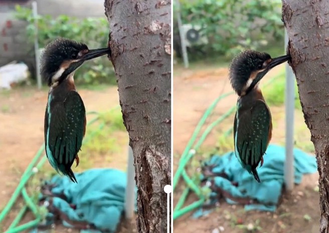 翠鳥卡在樹幹上許久，被一名男子救下。（翻攝/X）
