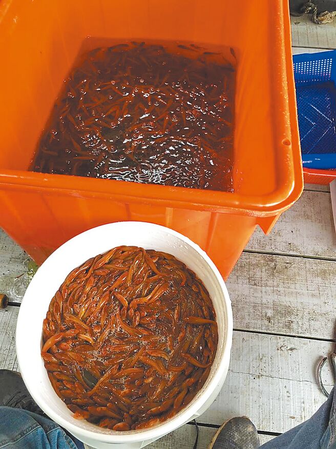 南投縣府預計從6月開始進行電撈魚虎球移除作業，抑制魚虎繁殖，降低對生態的破壞。（本報資料照片／王煌忠南投傳真）