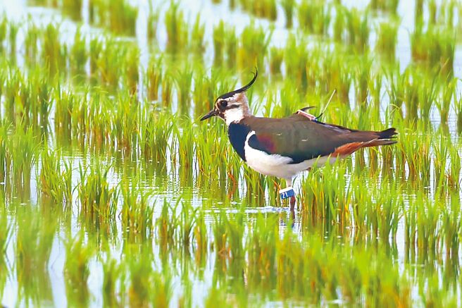 這隻在雲林縣土庫鎮度冬的小辮鴴被裝上衛星發報器，腳上繫足旗編碼20號，57天飛6840公里回到繁殖地大陸黑龍江。（吳崇漢提供／周麗蘭雲林傳真）