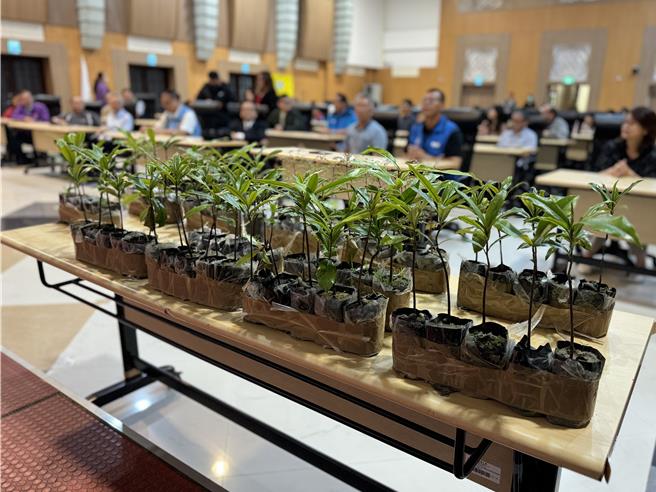 這次的栽種約有240株喬、灌木以及山櫻花等樹種，特別的是，這些樹苗都是「坐飛機來的金門原生種」，屬於會長成大樹的喬灌木。(于家麒攝)