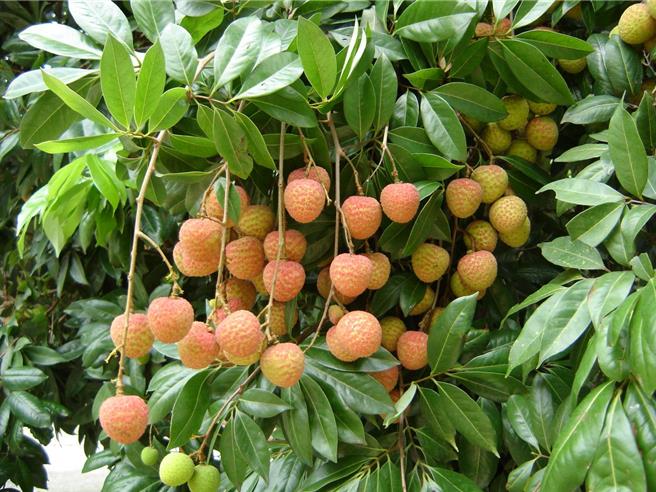 大樹區農會總幹事歐幸娟說，今年玉荷包果粒較小，主要因果樹已發新芽，養分被新芽吸收，但甜度仍甜高達18-19度，不少民眾訂購送禮，認為「稀有送禮較珍貴」，幾乎都訂1200元的5台斤A級品。（大樹區農會提供／林雅惠高雄傳真）