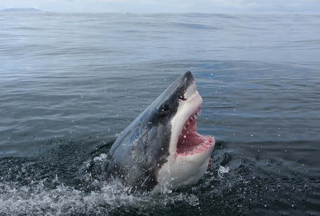 澳洲一名63歲婦人晨泳時突然失蹤，隔天遺體被沖上岸，才證實她被鯊魚攻擊而亡。（示意圖：Shutterstock／達志）
