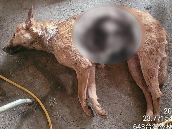 陳姓男子在雲林縣林內鄉違規私設狗場，檢警前往稽查，發現陳男一再故犯，21日檢方表示陳男近3個月內已造成10餘隻犬貓死亡（見圖），涉犯《動物保護法》，日前偵查終結提起公訴。（雲林地檢署提供／張朝欣雲林傳真）