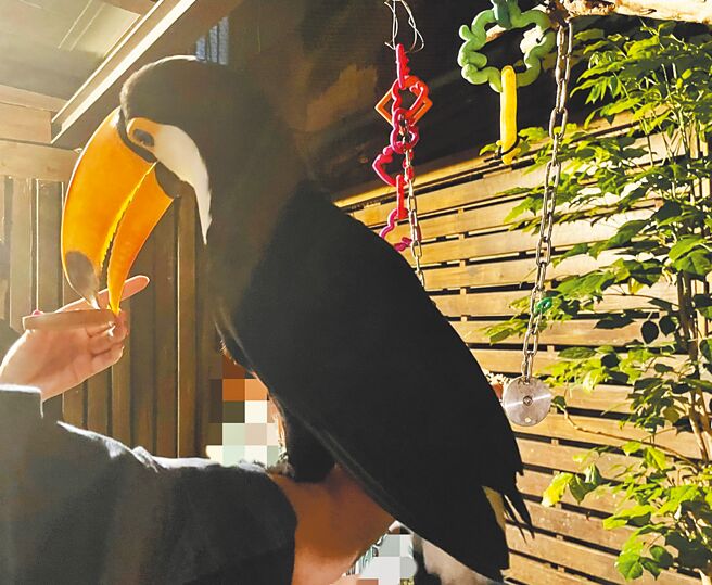 台北市中正區某動物主題餐廳以大嘴鳥當噱頭，消費滿400元可加購餵食大嘴鳥的水果盤，台北市議員柳采葳20日質疑，餐廳沒有申請動物展演許可，利用動物營利已明顯違法。（台北市議員柳采葳研究室提供／劉彥宜台北傳真）