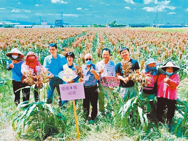 台南市後壁區以稻米產業聞名，不過面對近年乾旱頻繁，當地農會配合政府政策宣導農民轉作種植抗旱作物高粱。（林怡歆提供／張毓翎台南傳真）