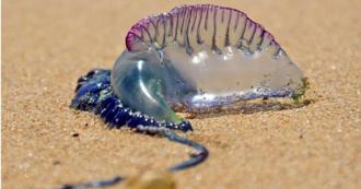 「世界第三毒」僧帽水母入侵高雄弥陀海岸公园 2男童螫伤急送医