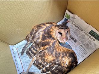 首次出現台南以北 瀕危草鴞卡鳥網獲救 濁水溪出海口野放